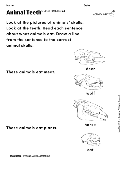 Animal Teeth Activity Sheet Printable pdf