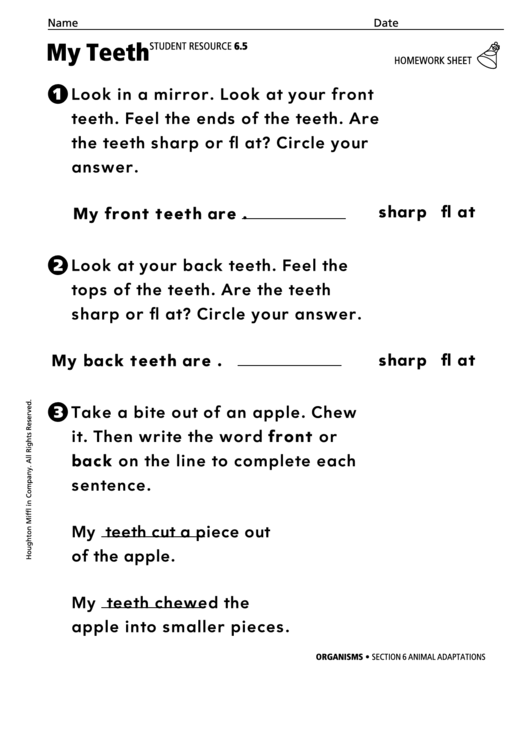 My Teeth Homework Biology Worksheet Printable pdf