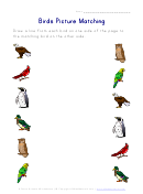 Birds Picture Matching Worksheet
