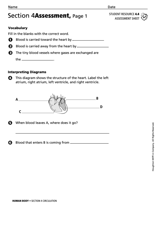 Human Body Assessment Sheet Printable pdf
