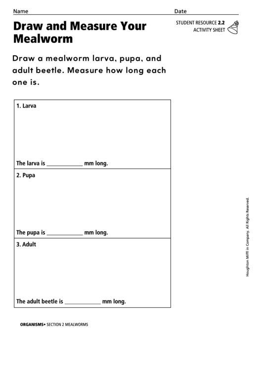 Draw And Measure Your Mealworm Organisms Activity Sheet Printable pdf