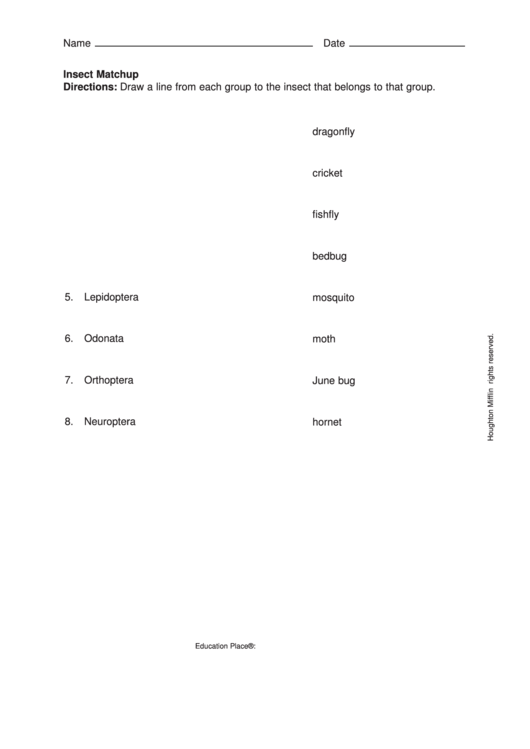 Insect Matchup Worksheet Printable pdf