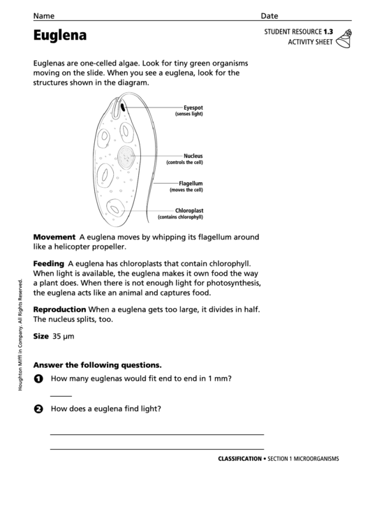 Euglena Classification Activity Sheet Printable pdf