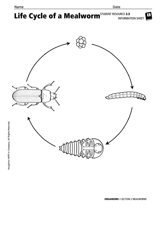 Life Cycle Of A Mealworm Organisms Information Sheet Printable pdf
