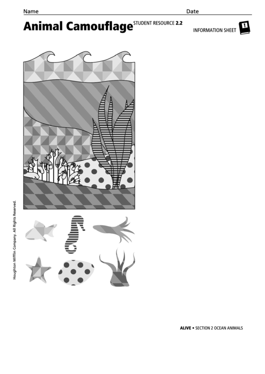 Animal Camouflage Biology Information Sheet Printable pdf