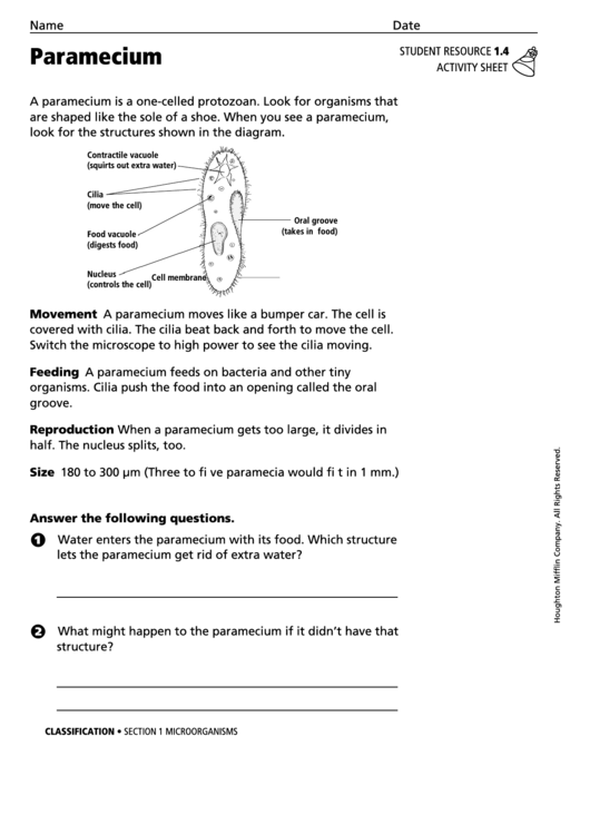 Paramecium Classification Activity Sheet Printable pdf