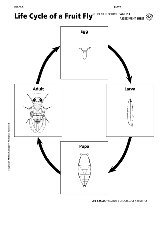 Life Cycle Of A Fruit Fly Life Cycles Assessment Sheet Printable pdf