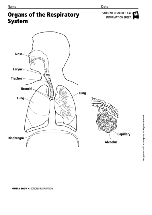 Organs Of The Respiratory System Human Body Reference Sheet