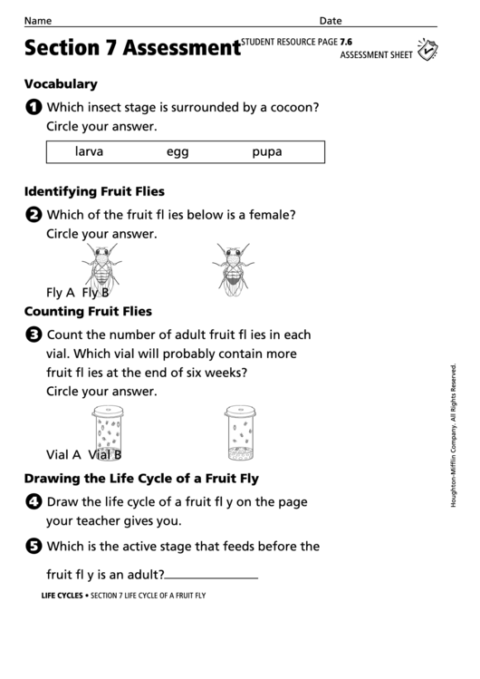 Life Cycles Biology Assessment Sheet Printable pdf