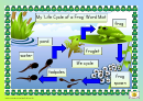 Life Cycle Of A Frog Diagram Template