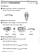 Section 2 Assessment Mealworms Biology Worksheet