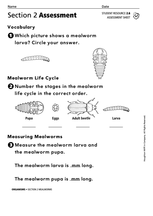 Section 2 Assessment Mealworms Biology Worksheet Printable pdf