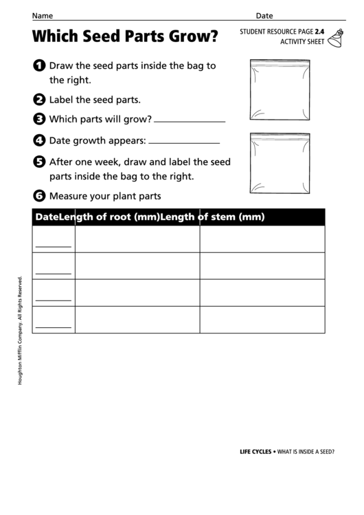 Which Seed Parts Grow Activity Sheet Printable pdf