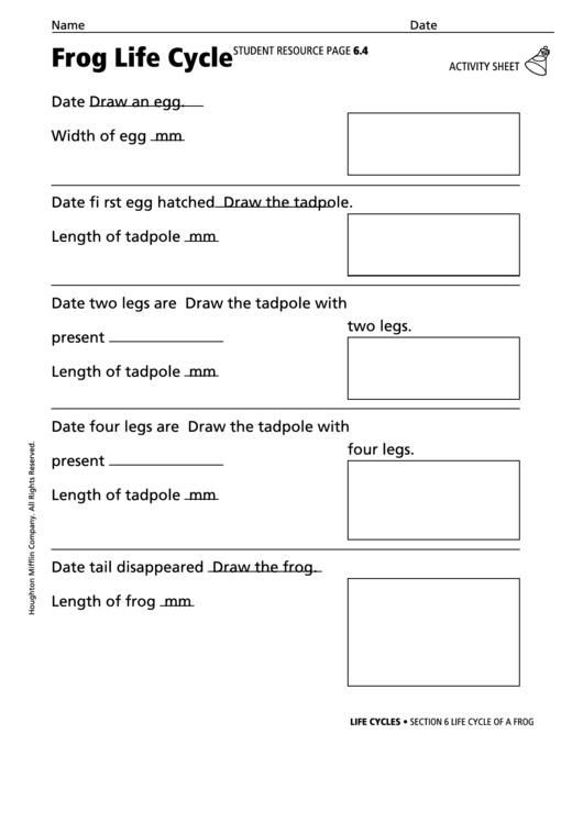 Frog Life Cycle Activity Sheet Printable pdf