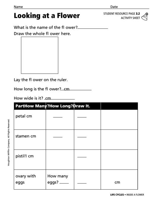 Looking At A Flower Activity Sheet Printable pdf