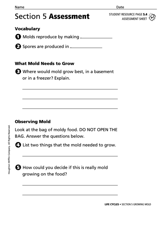 Growing Mold Life Cycles Assessment Sheet Printable pdf