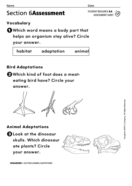 Animal Adaptations Organisms Assessment Sheet Printable pdf