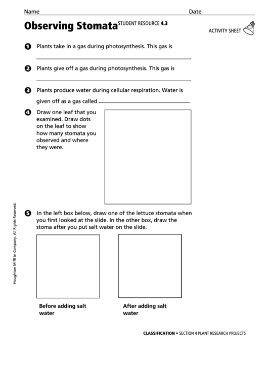 Activity Sheet - Observing Stomata Printable pdf