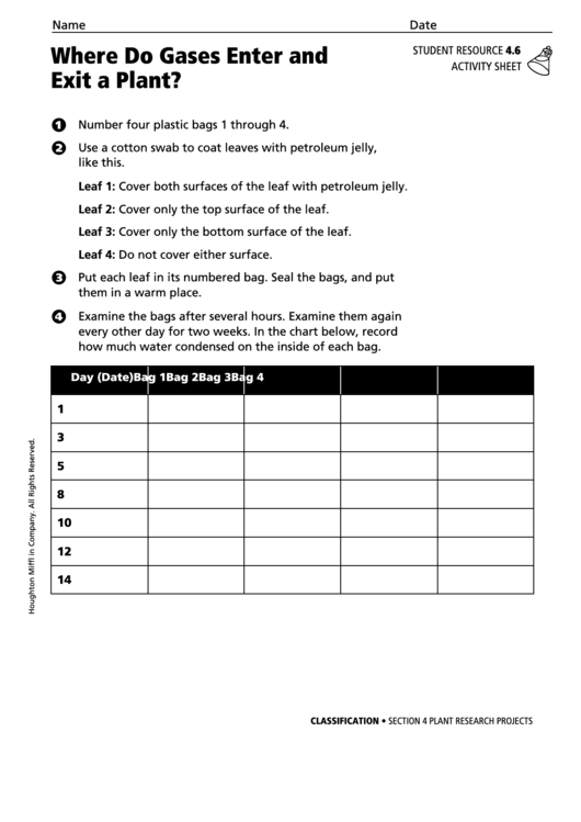 Activity Sheet - Where Do Gases Enter And Exit A Plant Printable pdf