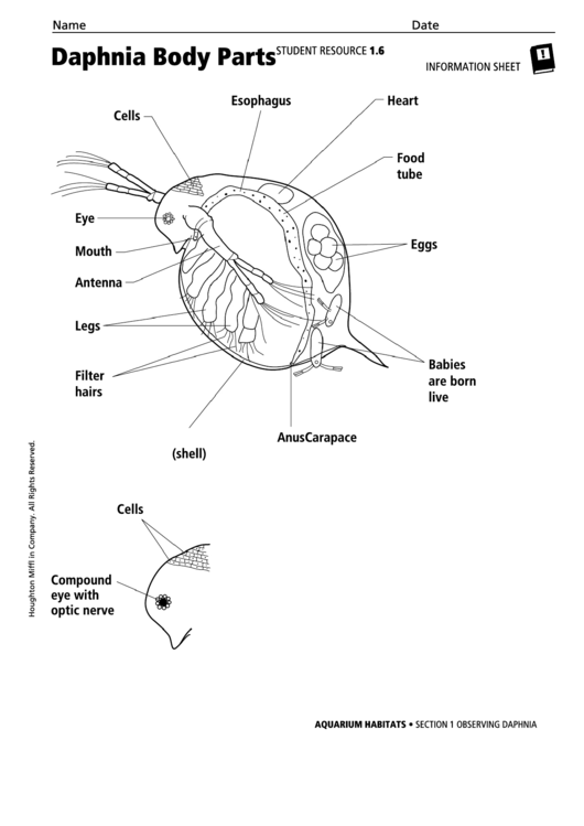 Daphnia Body Parts Biology Worksheet Printable pdf
