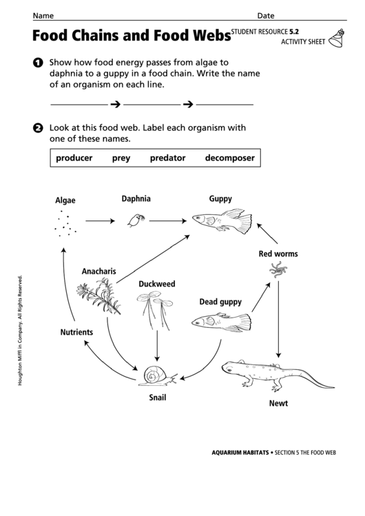 Food Chains And Food Webs Biology Worksheet Printable pdf