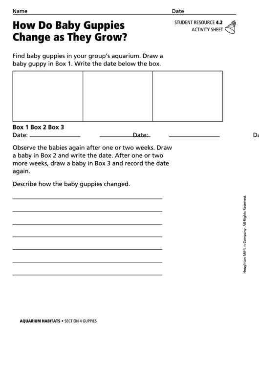 How Do Baby Guppies Change As They Grow Biology Worksheet Printable pdf