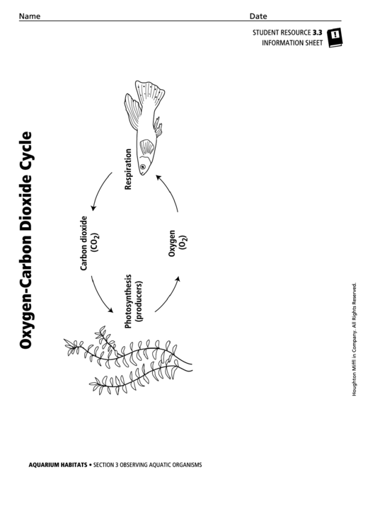 Oxygen-Carbon Dioxide Cycle Biology Worksheet Printable pdf