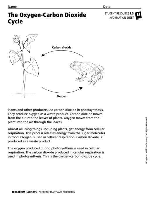 The Oxygen Carbon Dioxide Cycle Biology Worksheet printable pdf download