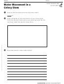 Activity Sheet - Water Movement In A Celery Stem
