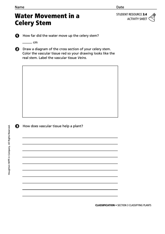 Activity Sheet - Water Movement In A Celery Stem