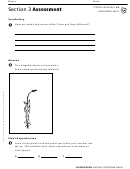 Classifying Plants Activity Sheet