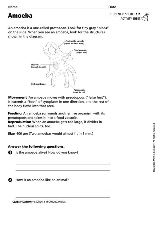 Amoeba Biology Worksheet Printable pdf