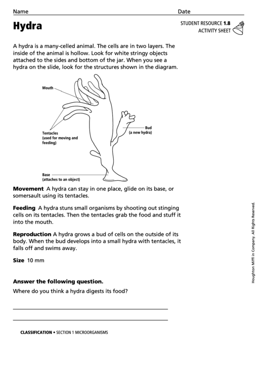 Hydra Biology Worksheet Printable pdf