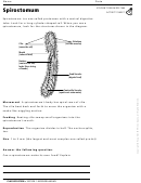 Spirostomum Biology Worksheet