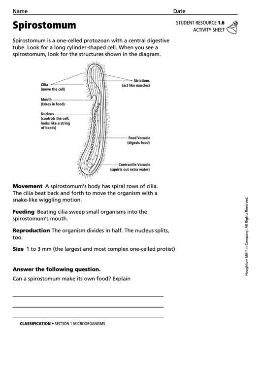 Spirostomum Biology Worksheet Printable pdf