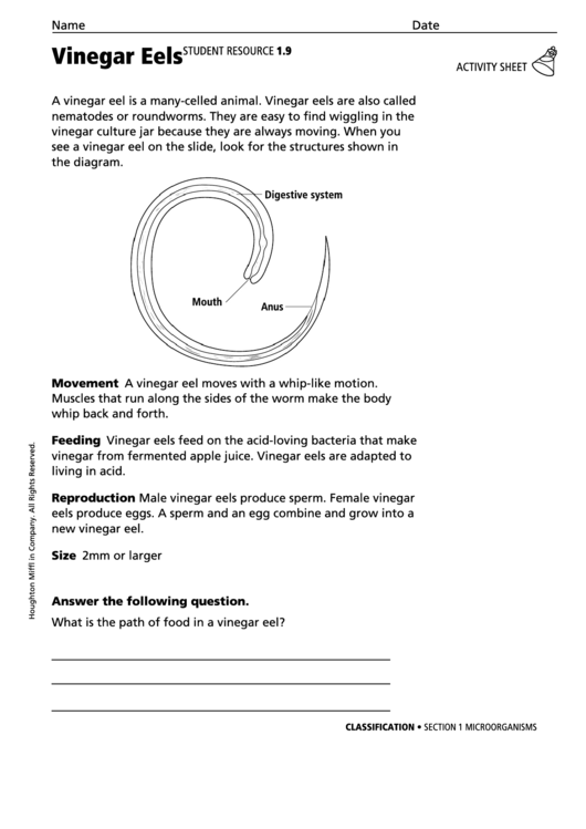 Vinegar Eels Biology Worksheet Printable pdf