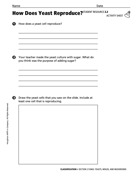 How Does Yeast Reproduce Biology Worksheet Printable pdf