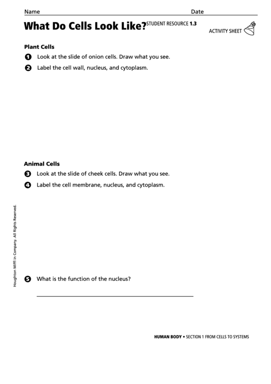 Activity Sheet - What Do Cells Look Like Printable pdf