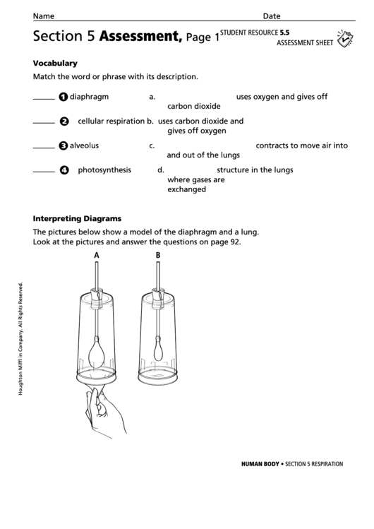 Assessment Sheet - Respiration Printable pdf