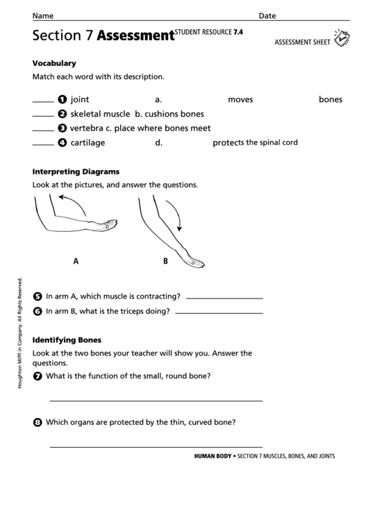 Assessment Sheet - Muscles, Bones And Joints Printable pdf