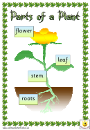 Parts Of A Plant Classroom Poster Template