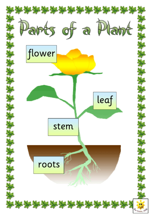 Parts Of A Plant Classroom Poster Template Printable pdf
