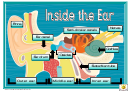 Inside The Ear Classroom Poster Template