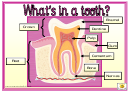 What's In A Tooth Classroom Poster Template
