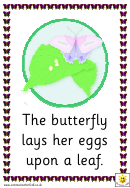 Life Cycle Of A Butterfly Cards Classroom Border Templates