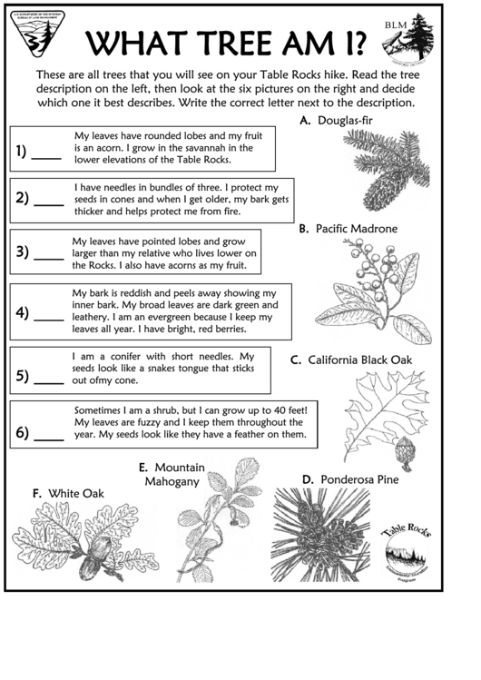 What Tree Am I Kids Activity Sheets With Answers Printable pdf