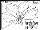Parts Of A Flower Biology Reference Sheet