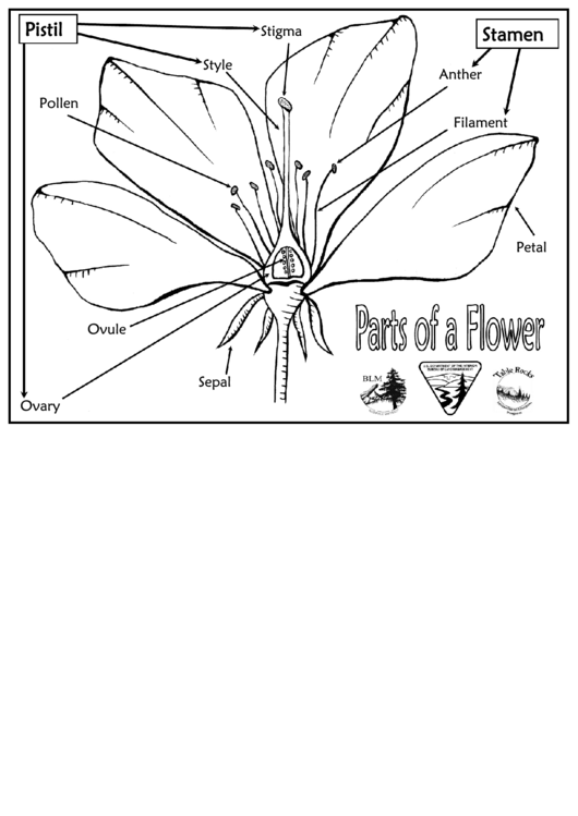 Parts Of A Flower Biology Reference Sheet