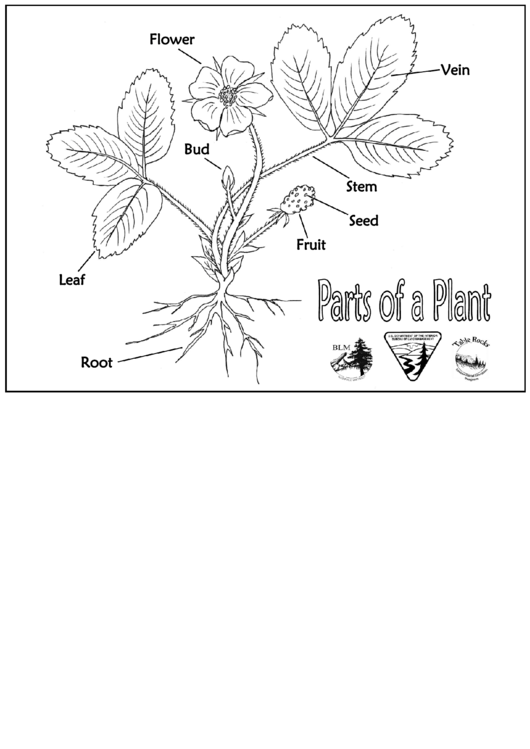 Parts Of A Plant Biology Reference Sheet Printable pdf
