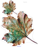 Natural Fall Leaf Template